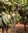 Guide to Mango Farming: From Planting to Harvest