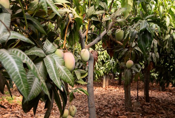 MangoFarms