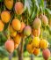 Why Organic Mango Farming is the Future of Agriculture