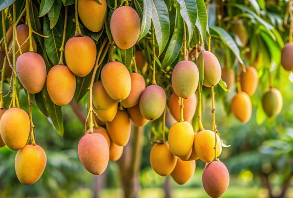 MangoHarvest